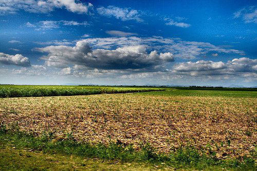 Crédit photo: United States Department of Agriculture /  Dr. Art Davis  