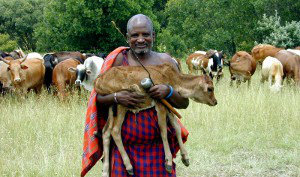 micro-assurance et technologie