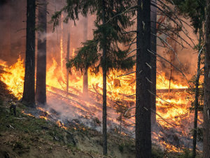 feu de foret