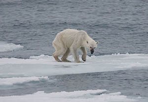 rechauffement-climatique