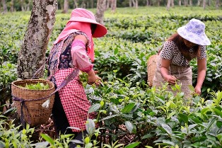 Agricultural Mutual Insurance