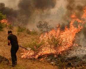 Wildfires in Algeria