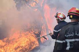Algeria forest fire