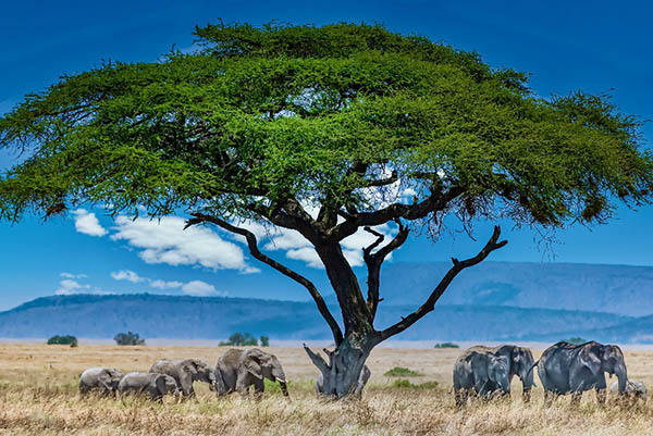 Africa
