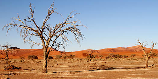 Desert